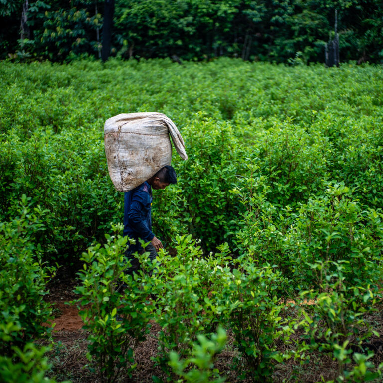 Cocaine Is the Fastest-Growing Illegal Drug Worldwide. Here’s Why.